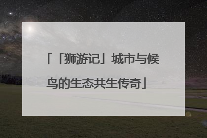 「狮游记」城市与候鸟的生态共生传奇