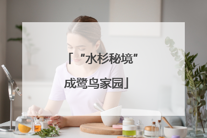 “水杉秘境”成鹭鸟家园