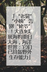 “老舅”“小姨”告别“姥爷”！大连9头斑海豹重归大海，海洋世界：它们已具备野外生存能力