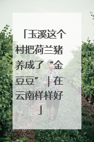 玉溪这个村把荷兰猪养成了“金豆豆”｜在云南样样好