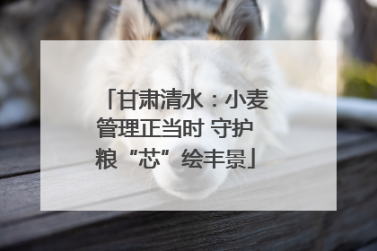 甘肃清水：小麦管理正当时 守护粮“芯”绘丰景