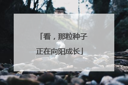 看，那粒种子正在向阳成长