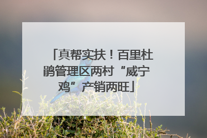 真帮实扶！百里杜鹃管理区两村“威宁鸡”产销两旺