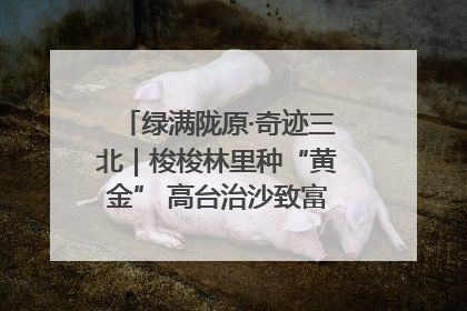 绿满陇原·奇迹三北｜梭梭林里种“黄金” 高台治沙致富很“从容”