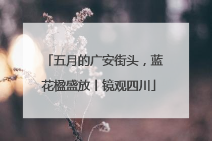 五月的广安街头，蓝花楹盛放丨镜观四川
