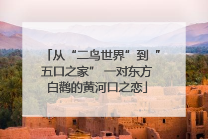 从“二鸟世界”到“五口之家” 一对东方白鹳的黄河口之恋