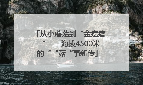 从小蘑菇到“金疙瘩“——海拔4500米的““菇“事新传