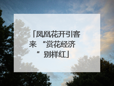 凤凰花开引客来 “赏花经济”别样红