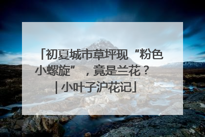 初夏城市草坪现“粉色小螺旋”，竟是兰花？ | 小叶子沪花记