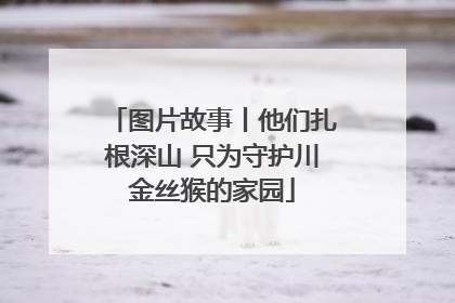 图片故事丨他们扎根深山 只为守护川金丝猴的家园