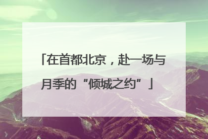 在首都北京，赴一场与月季的“倾城之约”