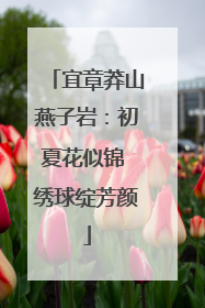 宜章莽山燕子岩：初夏花似锦 绣球绽芳颜