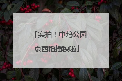 实拍！中坞公园京西稻插秧啦
