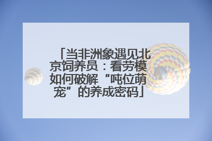 当非洲象遇见北京饲养员：看劳模如何破解“吨位萌宠”的养成密码
