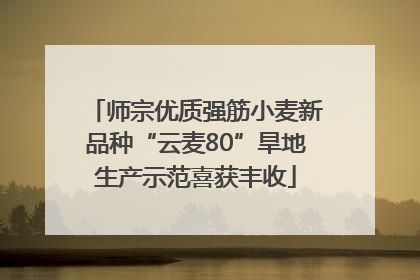 师宗优质强筋小麦新品种“云麦80”旱地生产示范喜获丰收