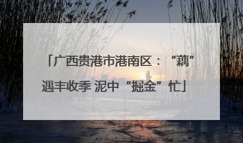 广西贵港市港南区：“藕”遇丰收季 泥中“掘金”忙