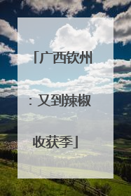 广西钦州：又到辣椒收获季