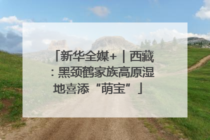 新华全媒+｜西藏：黑颈鹤家族高原湿地喜添“萌宝”