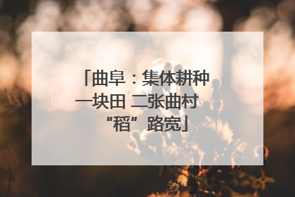 曲阜：集体耕种一块田 二张曲村“稻”路宽