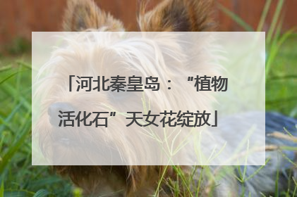 河北秦皇岛：“植物活化石”天女花绽放