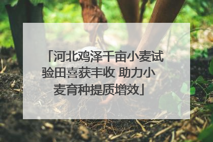 河北鸡泽千亩小麦试验田喜获丰收 助力小麦育种提质增效