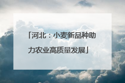 河北：小麦新品种助力农业高质量发展