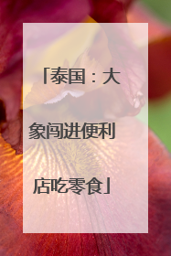 泰国：大象闯进便利店吃零食