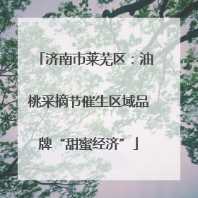 济南市莱芜区：油桃采摘节催生区域品牌“甜蜜经济”