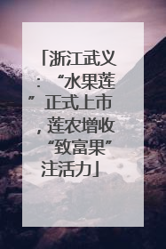 浙江武义：“水果莲”正式上市，莲农增收“致富果”注活力