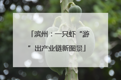 滨州：一只虾“游”出产业链新图景