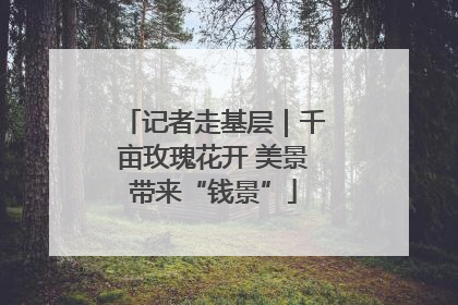 记者走基层｜千亩玫瑰花开 美景带来“钱景”