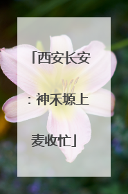 西安长安：神禾塬上麦收忙