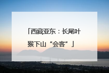 西藏亚东：长尾叶猴下山“会客”