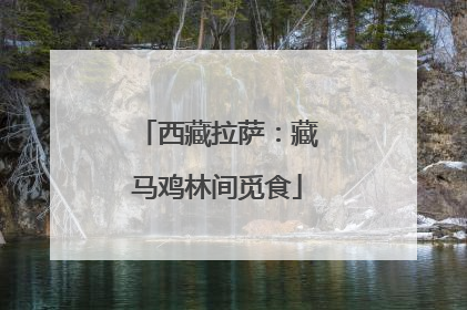 西藏拉萨：藏马鸡林间觅食