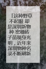 这种野草不起眼 却是深圳新物种 密穗砖子苗现身光明，近年来深圳物种名录不断刷新