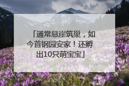 通常悬崖筑巢，如今首钢园安家！还孵出10只萌宝宝
