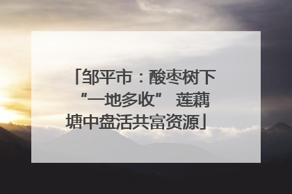 邹平市：酸枣树下“一地多收” 莲藕塘中盘活共富资源
