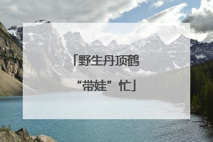 野生丹顶鹤“带娃”忙